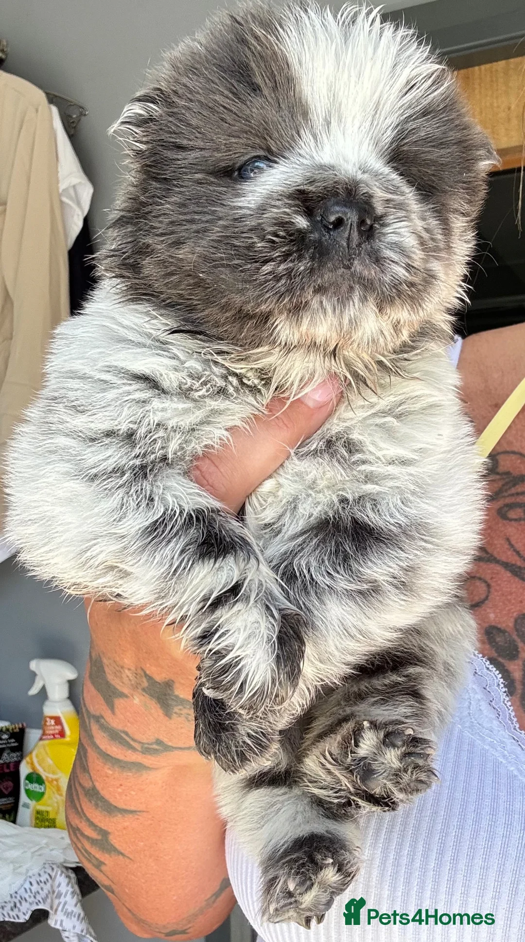 Chow Chow dogs for sale: Chow chow babies for sale - Advert 1