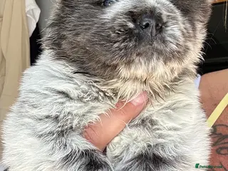 Chow Chow dogs Chow chow babies for sale - Advert 9