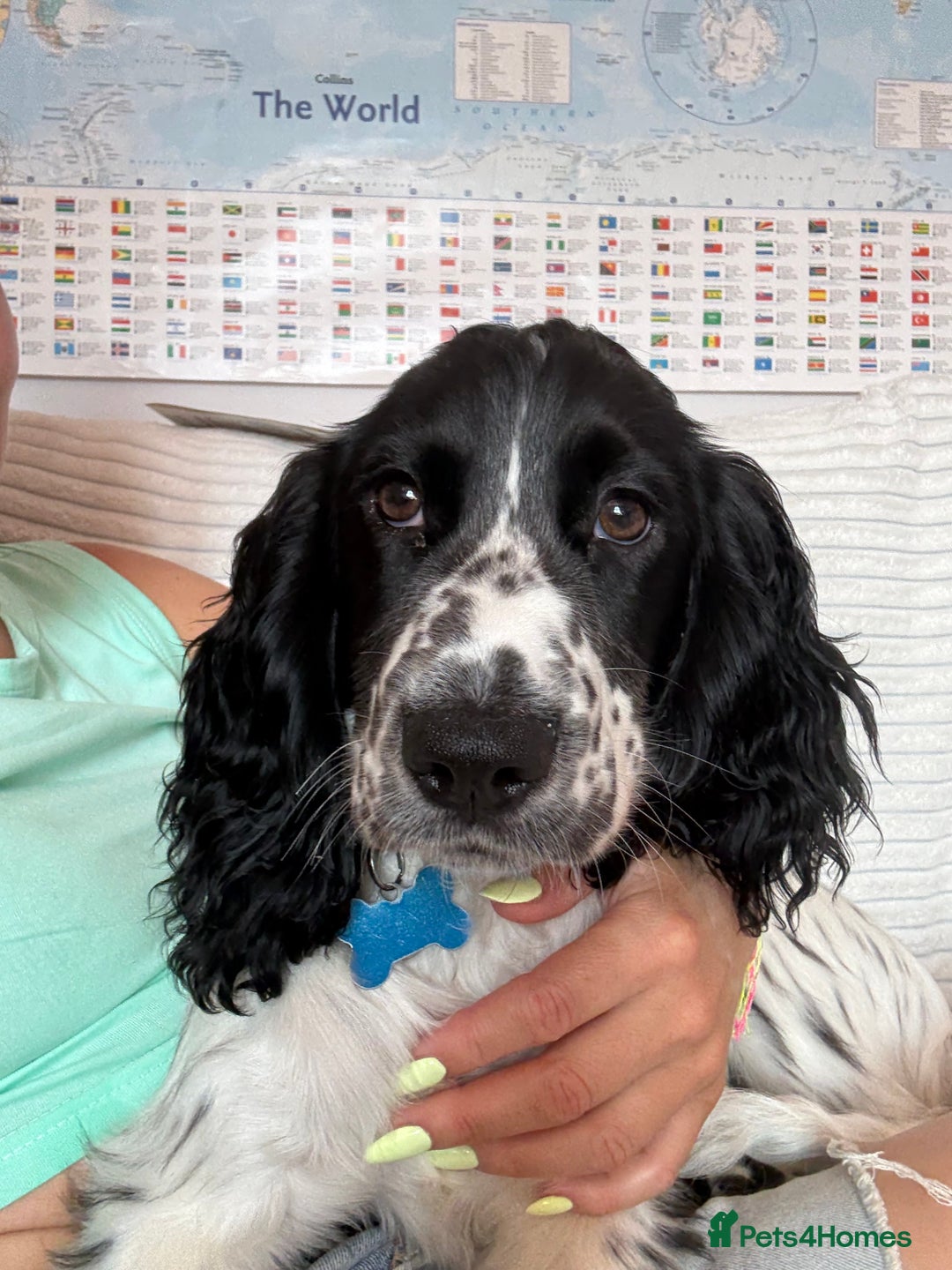 Cocker Spaniel dogs for sale: Working Cocker Spaniel  - Image 9