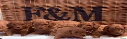 Cavapoo dogs for sale: Stunning deep red TOY cavapoo pups - Advert 17