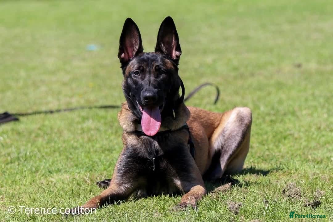 Belgian Shepherd Dog dogs for sale: 3 stunning Belgian malinois pups - Advert 1