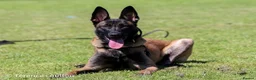 Belgian Shepherd Dog dogs for sale: 3 stunning Belgian malinois pups - Advert 1