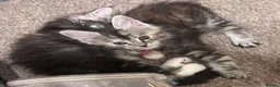 Maine Coon cats for sale: Maine Coon Kittens GCCF.  Health tested parents  - Advert 7
