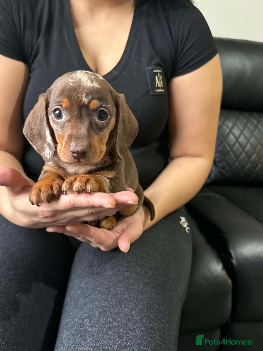 Dachshund dogs for sale: Miniature Dachshund puppies - Advert 12
