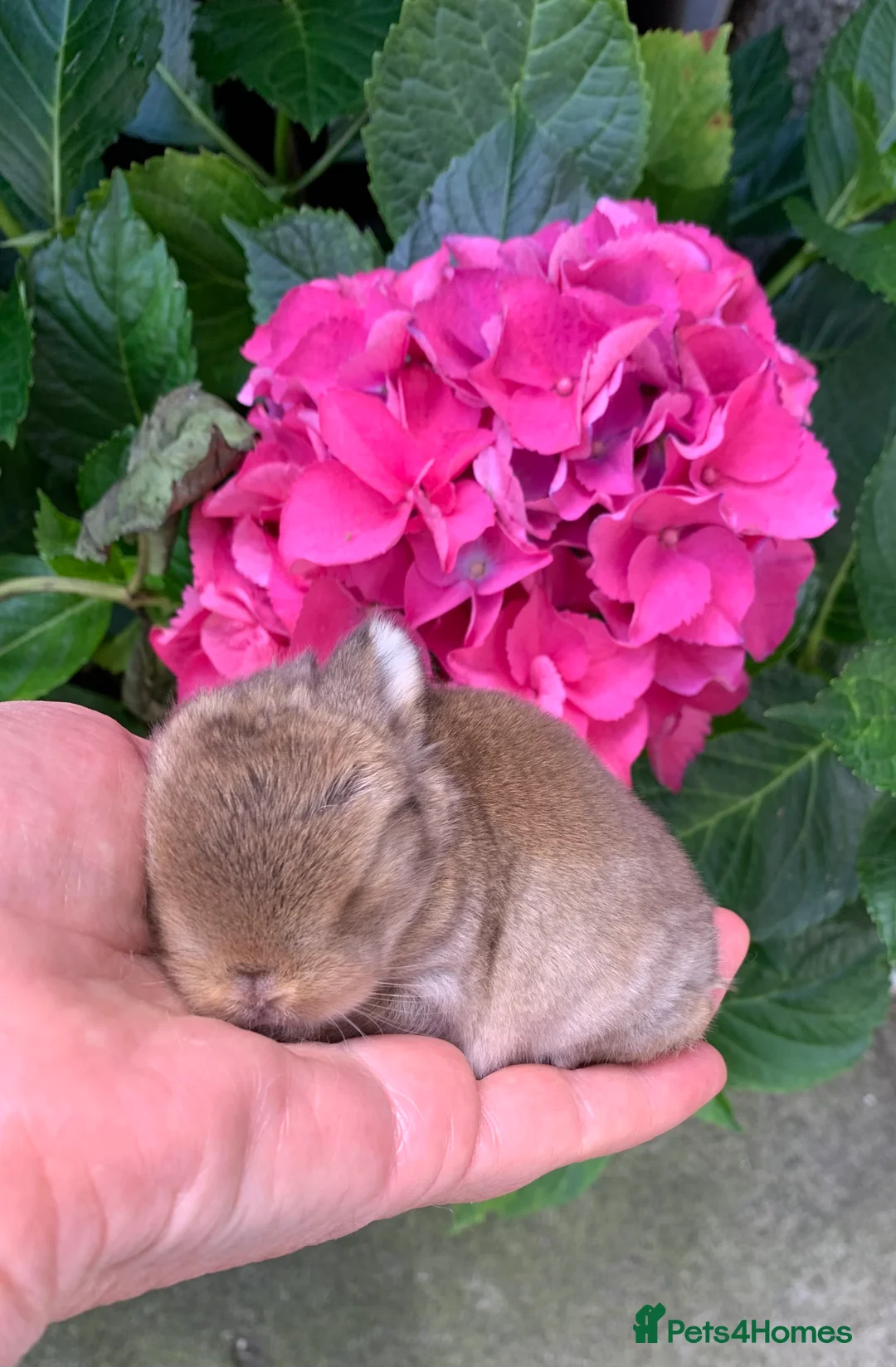 Mini Lop rabbits for sale: Gorgeous purebred baby mini lops ready to reserve - Advert 16