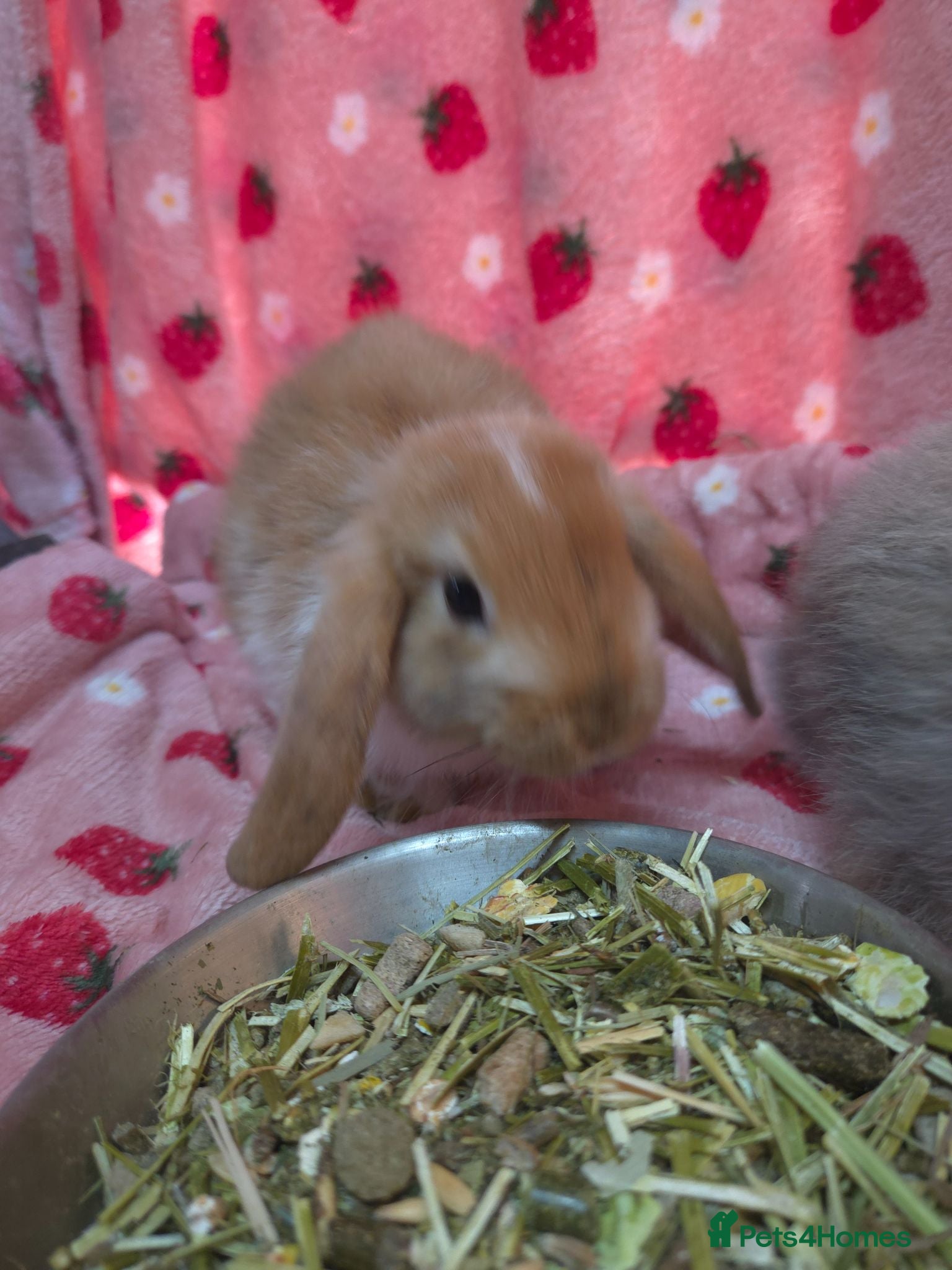 Mini Lop rabbits VERY TAME Mini lop baby bunnies ready to leave now - Advert 1
