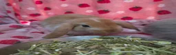 Mini Lop rabbits for sale: VERY TAME Mini lop baby bunnies ready to leave now - Advert 5
