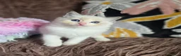 Ragdoll cats for sale: GCCF Registered Gorgeous Kittens  - Advert 22