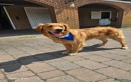 Golden Retriever dogs for stud: 2 dog for stud - Image 7