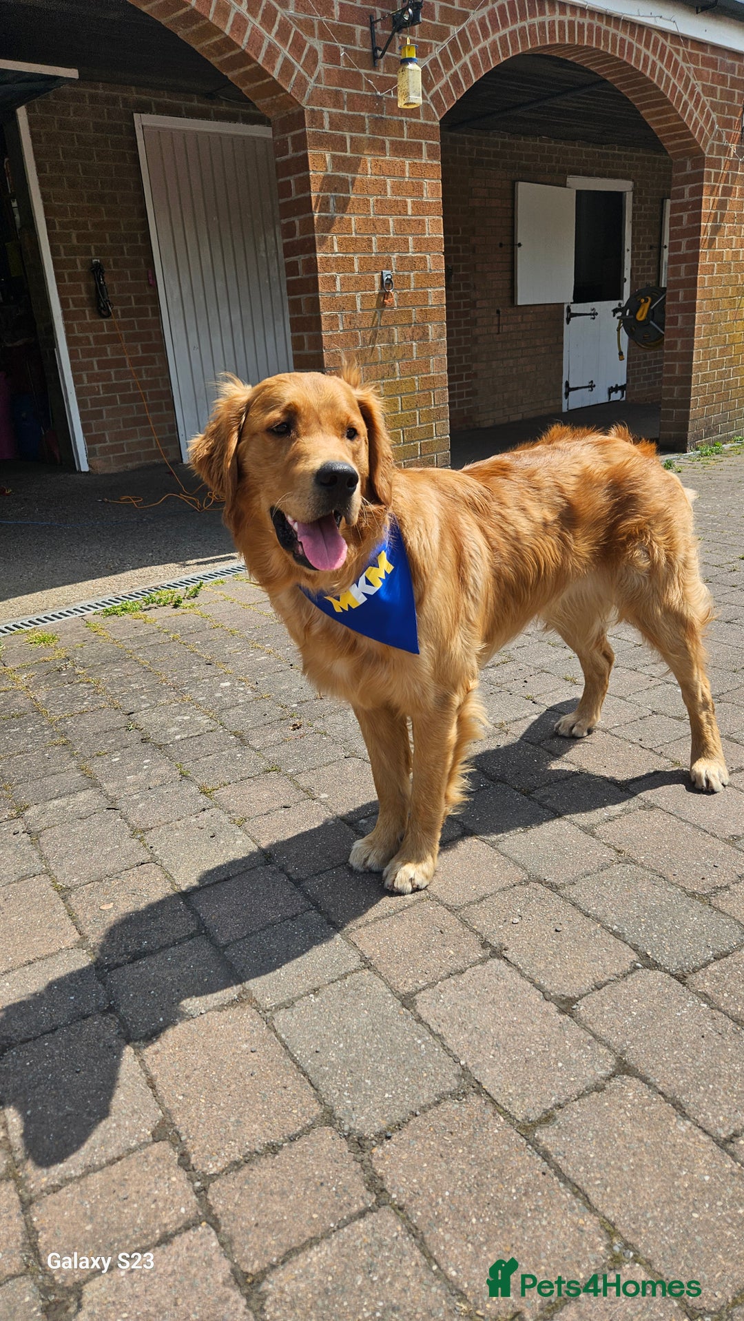 Golden Retriever dogs for stud: 2 dog for stud - Image 7