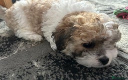 Maltipoo dogs for sale: Maltipoo puppies  - Image 17