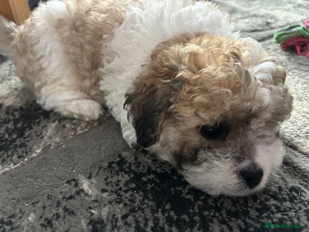 Maltipoo dogs for sale: Maltipoo puppies  - Image 17