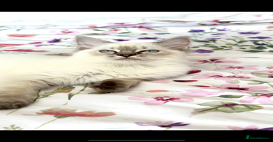 Ragdoll cats - Advert 2