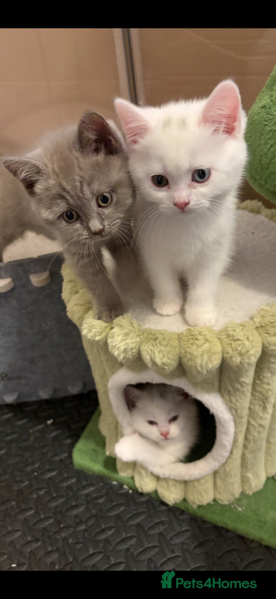 Mixed Breed cats Gorgeous British shorthair x Scottish fold - Advert 1
