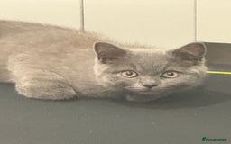 British Shorthair cats for sale: British Shorthaired Boy Kitten 5 months old - Image 3