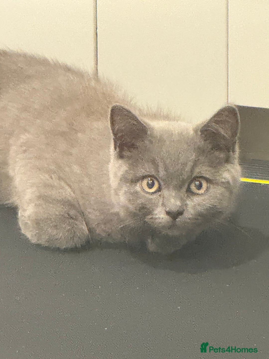 British Shorthair cats for sale: British Shorthaired Boy Kitten 5 months old - Image 3
