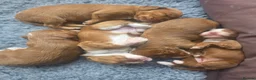 Cockapoo dogs for sale: F1B Toy cockapoo puppies in North East - Advert 3
