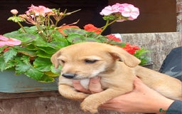 Jack Russell dogs for sale: Adorable Jack Russel Puppies  - Image 8