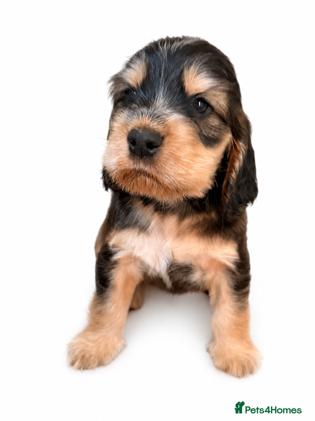 Cocker Spaniel dogs Outstanding KC Show cocker spaniel puppies - Advert 2