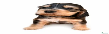 Cocker Spaniel 3