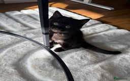 British Shorthair cats for sale: Fluffy Chocolate British Shorthair Kittens 🐾 - Image 20