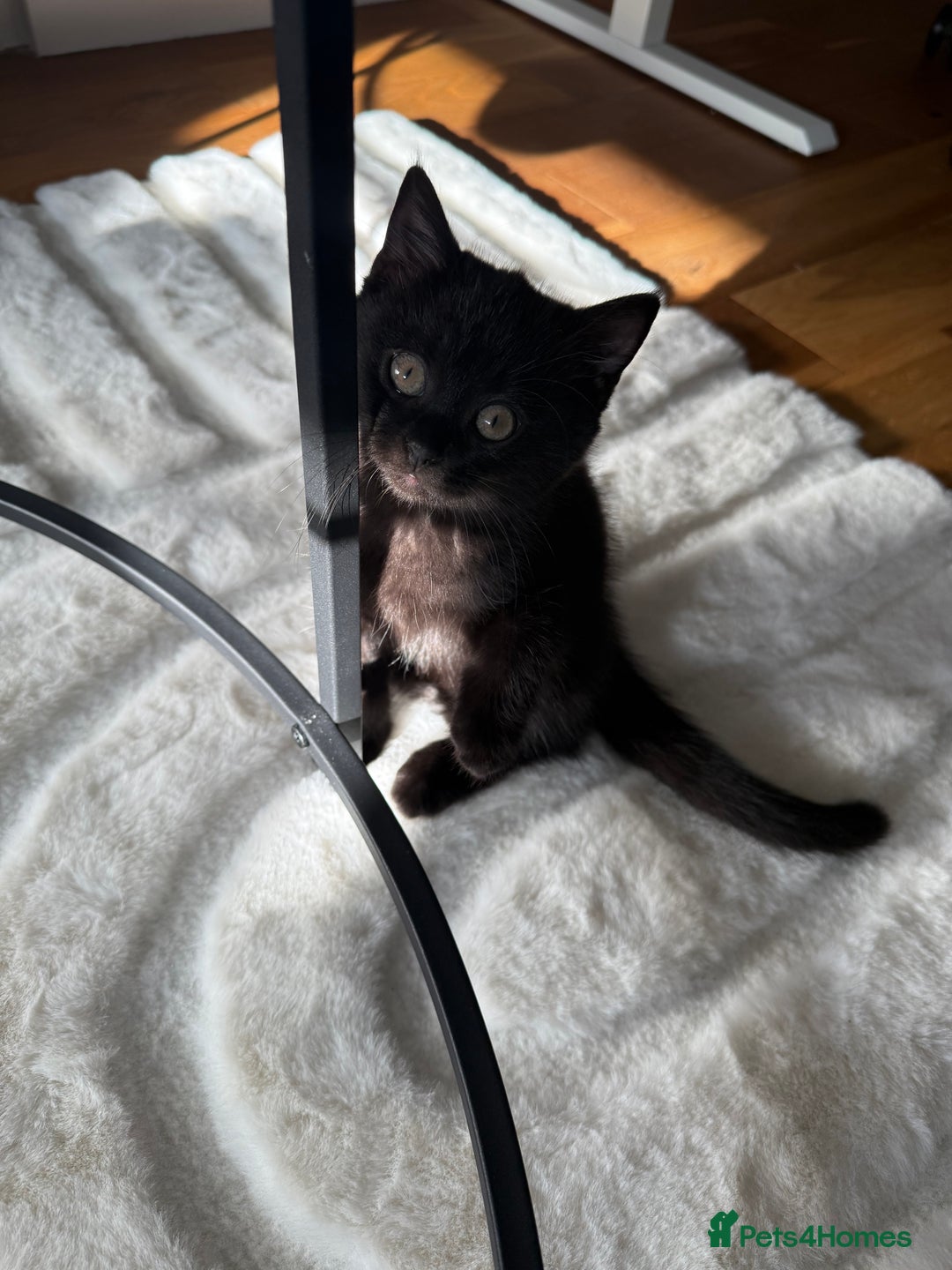 British Shorthair cats for sale: Fluffy Chocolate British Shorthair Kittens 🐾 - Image 20