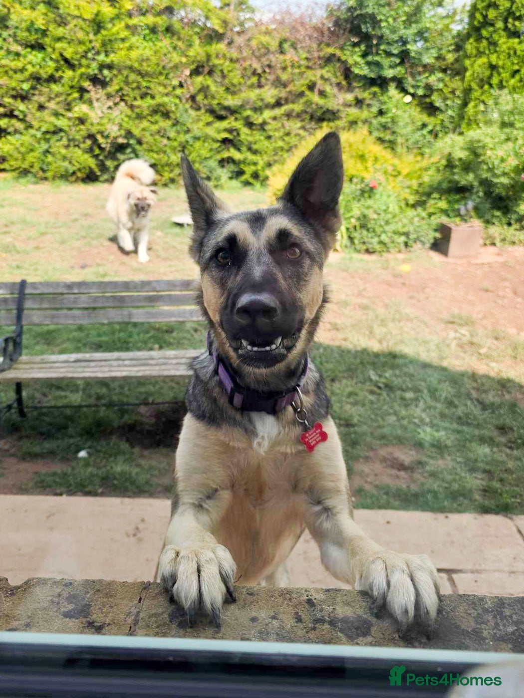 Mixed Breed dogs FREYA - Looking for a loving, supportive home. - Advert 18