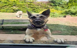 Mixed Breed dogs for adoption: FREYA - Looking for a loving, supportive home. - Image 1