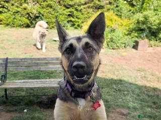 Mixed Breed dogs FREYA - RESERVED - Advert 14