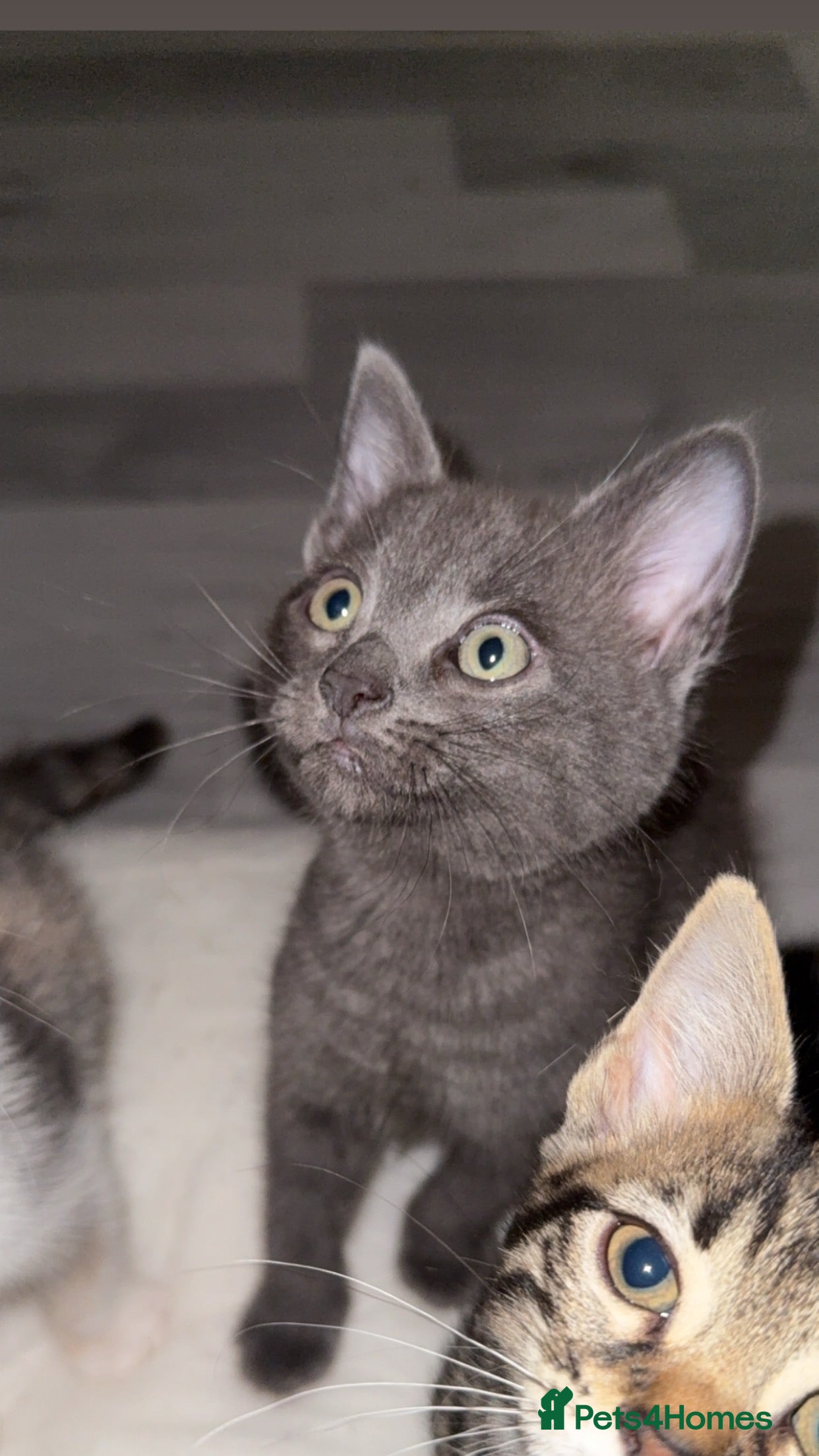 Mixed Breed cats Last 2 Bengal Cross Boy Kittens Ready Now, Reduced - Advert 12