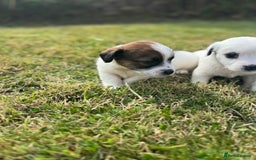 Jack Russell dogs for sale: Pedigree Jack Russell Puppies  - Image 32