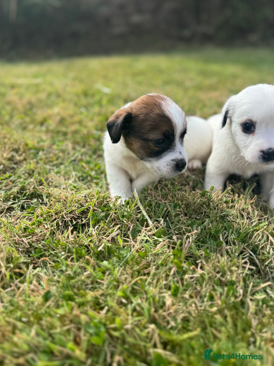 Jack Russell dogs for sale: Pedigree Jack Russell Puppies  - Image 32