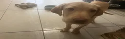 Labrador Retriever dogs for sale: Gorgeous Labrador Puppies, ready for forever homes - Advert 7