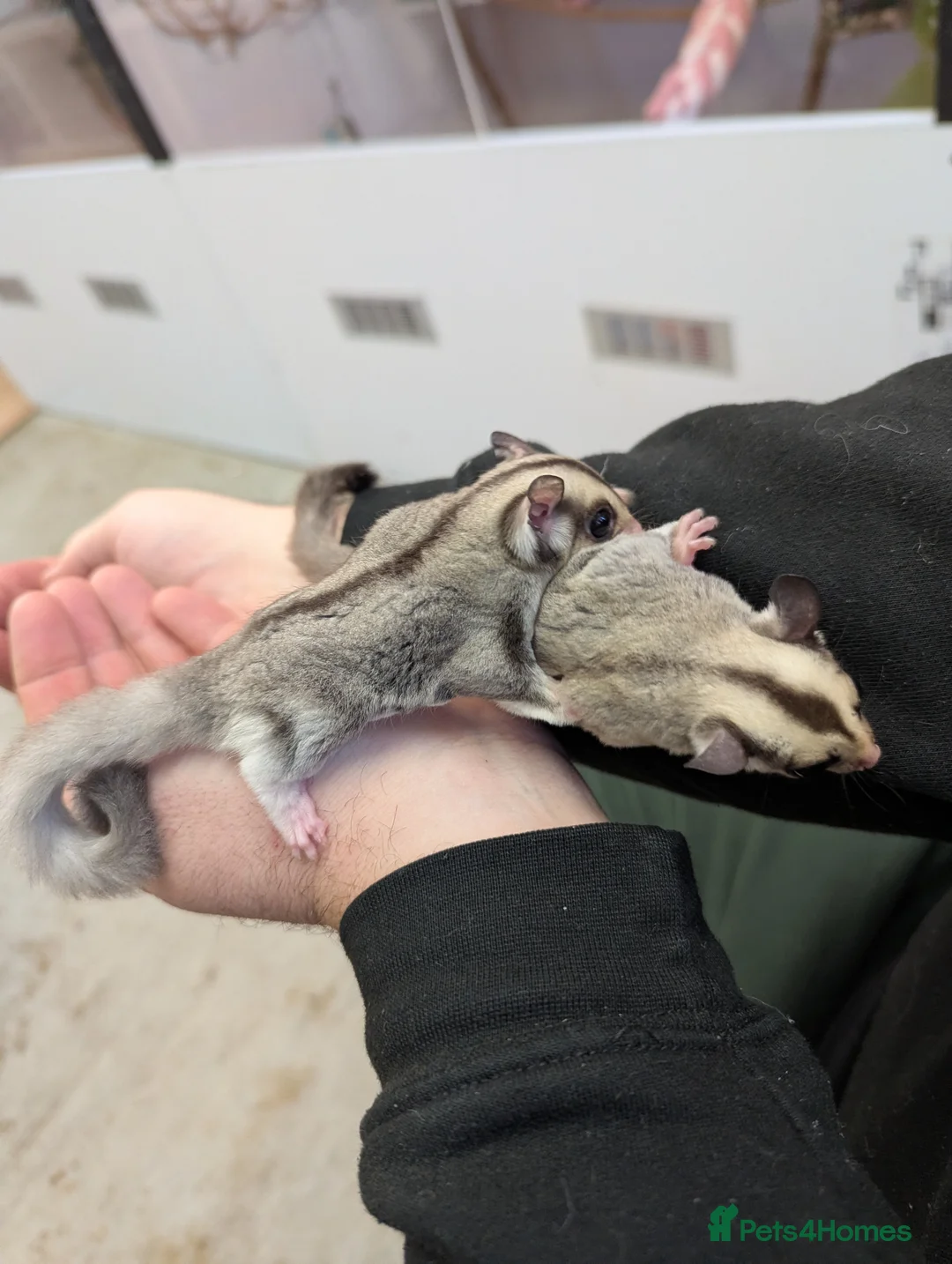Sugar Glider rodents for sale: Sugar glider joeys. Friendly. Grey and grey mosaic - Advert 4