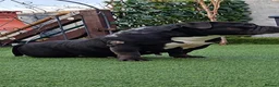 American Bully dogs for sale: American pocket bully Adult female  - Advert 3