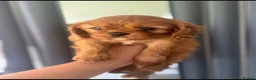 Cavalier King Charles Spaniel dogs for sale: Beautiful health tested puppies 💙 - Advert 1