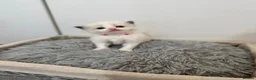 Ragdoll cats for sale: Gorgeous Chunky Ragdoll Litter - Advert 2