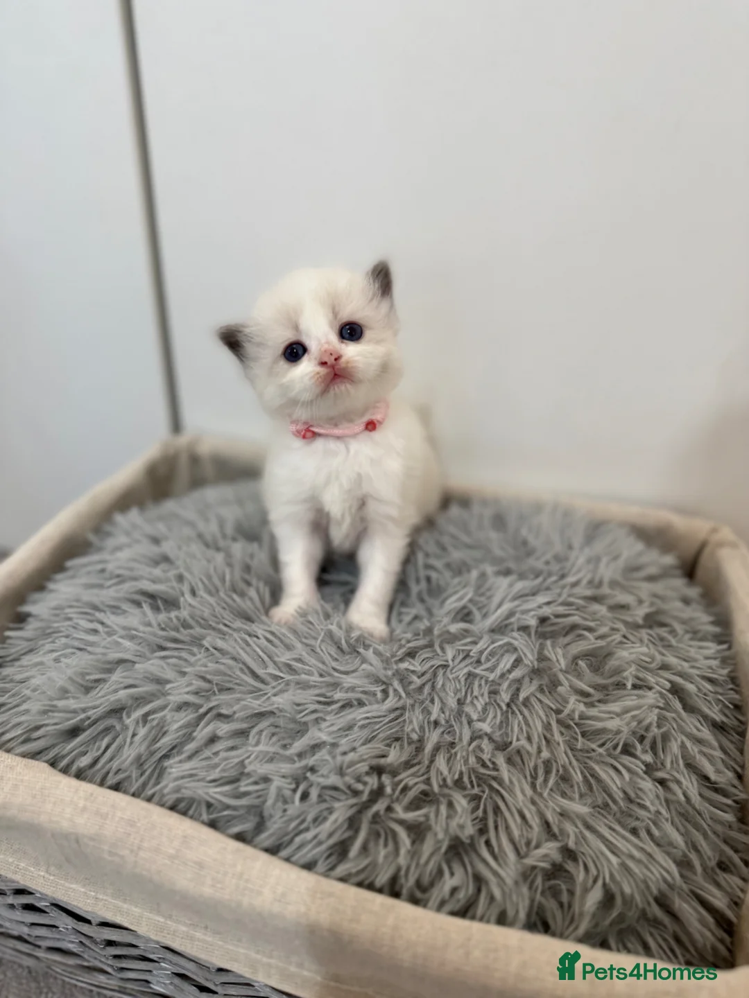 Ragdoll cats for sale: Gorgeous Chunky Ragdoll Litter - Advert 2