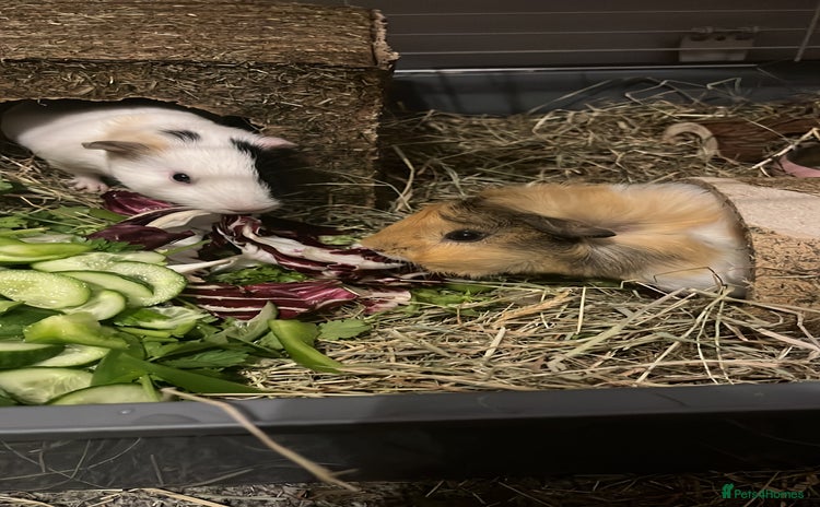 Guinea Pig rodents - Advert 14