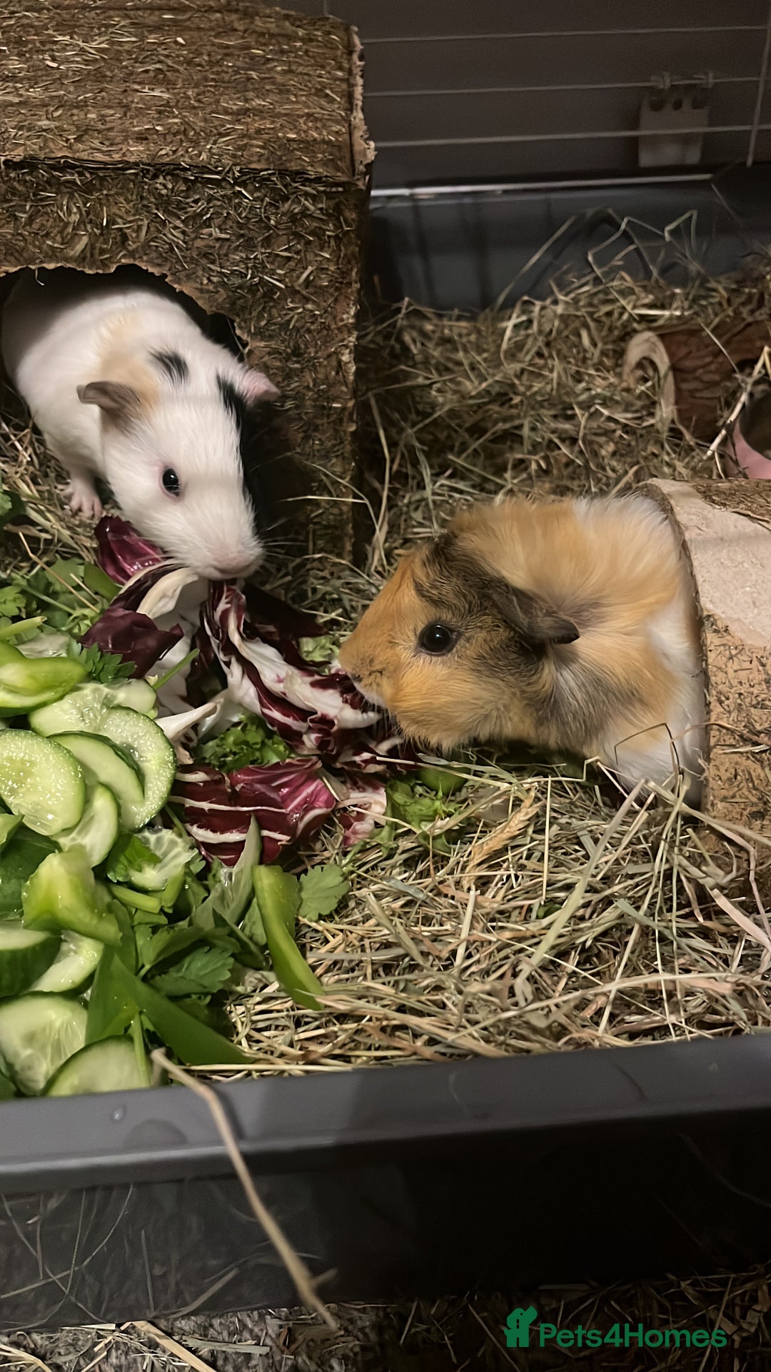 Guinea Pig rodents for sale: 2 Female Guinea Pigs - Image 1