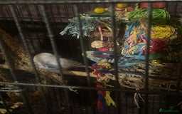Budgerigars birds for sale: 4 budgies and extra large cage  - Image 6