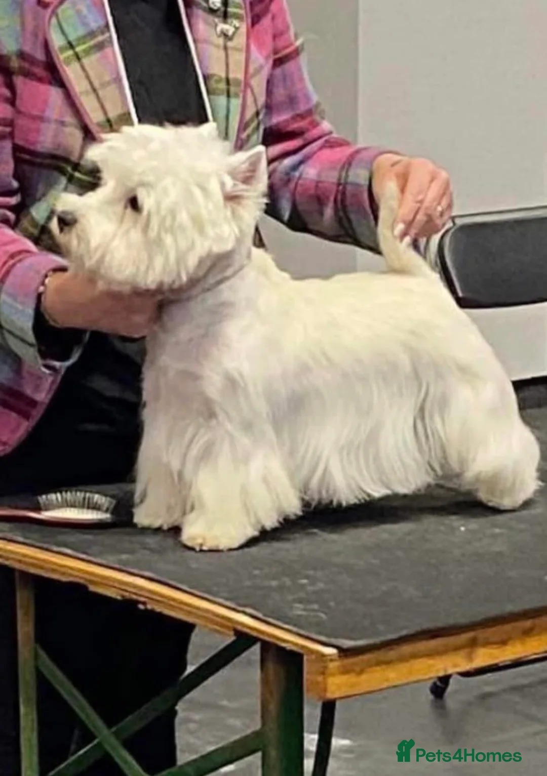 West Highland Terrier dogs for sale: Fantastic west highland pups  - Advert 2