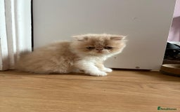Persian cats for sale: Stunning Persian kittens  - Image 13