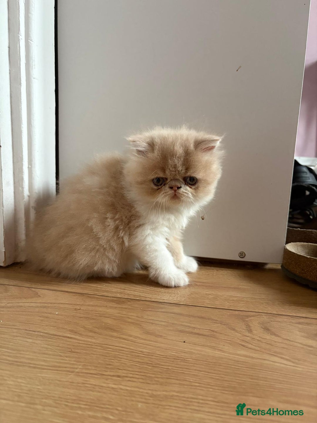 Persian cats for sale: Stunning Persian kittens  - Image 13