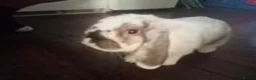 Mini Lop rabbits for sale: House rabbit looking for home in Bodmin - Advert 2