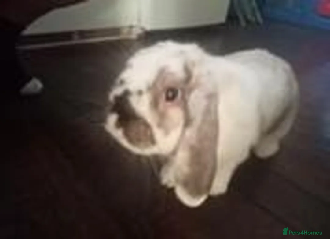 Mini Lop rabbits for sale: House rabbit looking for home in Bodmin - Advert 2