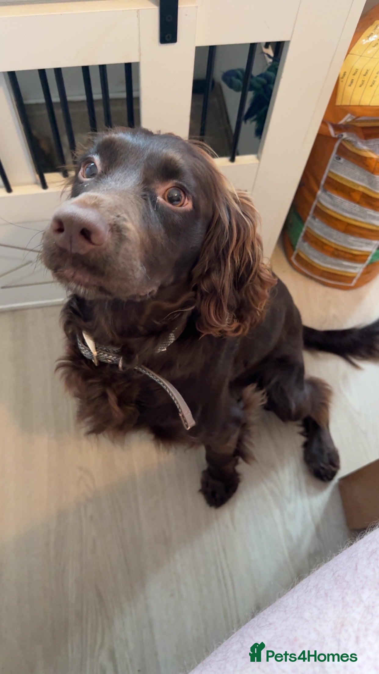 Cocker Spaniel dogs STUD Working cocker spaniel STUD  - Advert 2