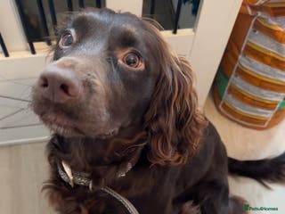 Cocker Spaniel dogs STUD Working cocker spaniel STUD - Advert 19