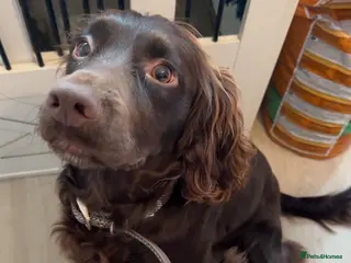 Cocker Spaniel dogs STUD Working cocker spaniel STUD - Advert 16