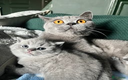 British Shorthair cats for sale: Kind Souls Fluffy Coats British Shorthair Kittens - Image 15